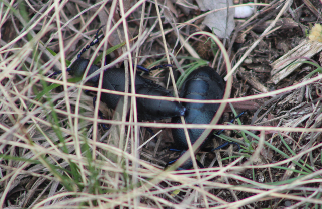 Meloe proscarabaeus - közönséges nünüke