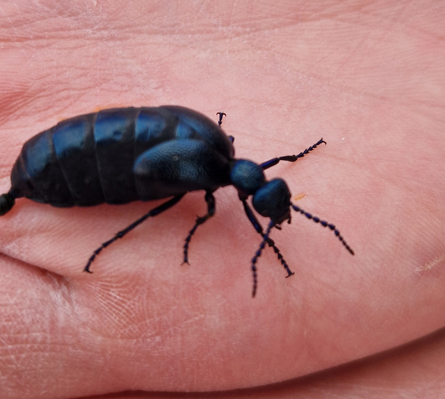 Meloe proscarabaeus - közönséges nünüke