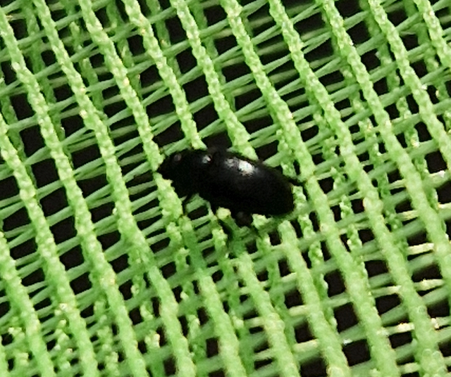 Meligethinae Meligethinae