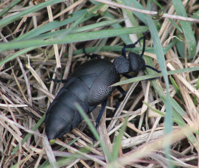 Meloe cicatricosus - óriásnünüke