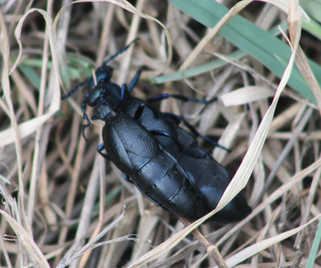 Meloe proscarabaeus - közönséges nünüke