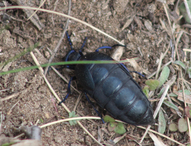 Meloe proscarabaeus - közönséges nünüke