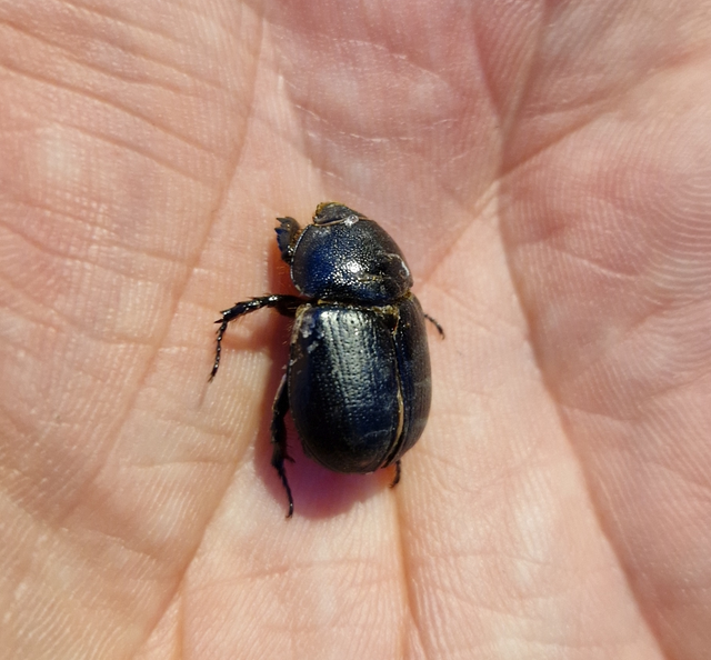 Pentodon idiota - butabogár