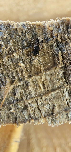 Scolopostethus Scolopostethus
