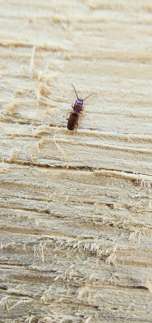Laemophloeidae - szegélyeslapbogár-félék