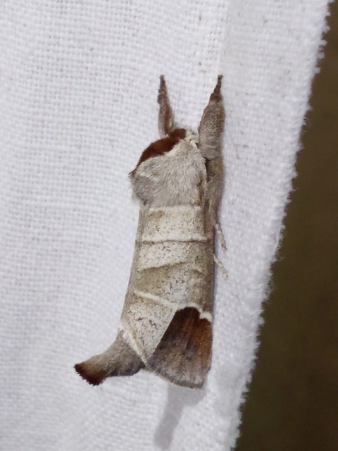 Clostera curtula - rövidszárnyú levélszövő