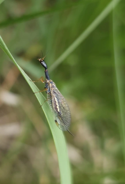 Raphidioptera - Tevenyakú-fátyolkák