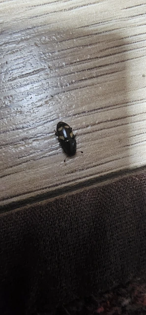 Glischrochilus quadrisignatus - amerikai fénybogár Glischrochilus quadrisignatus - amerikai fénybogár