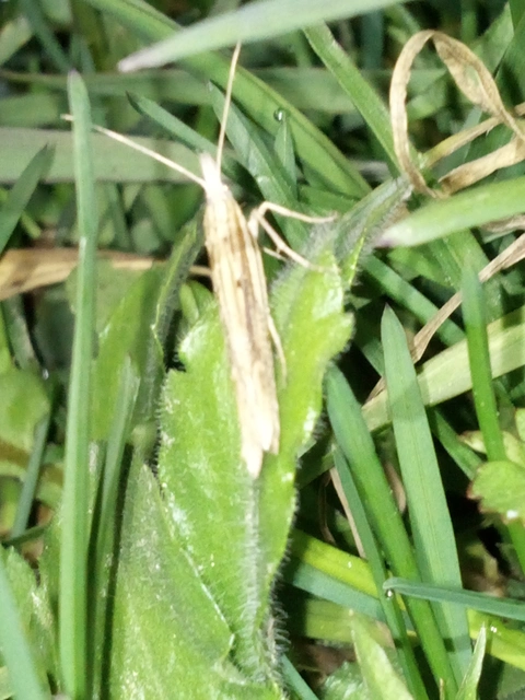 Ypsolopha mucronella - kecskerágómoly