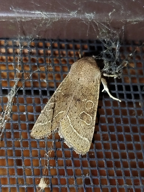 Orthosia cerasi - közepes barkabagoly