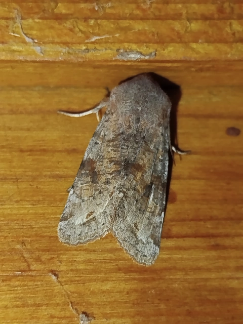 Orthosia incerta - változékony barkabagoly