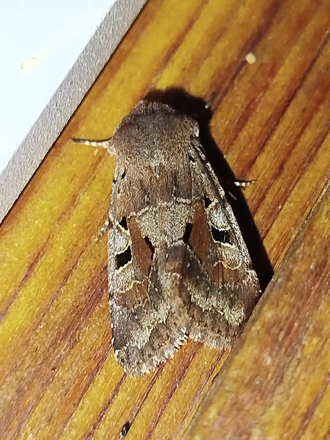 Orthosia gothica - feketefoltos barkabagoly
