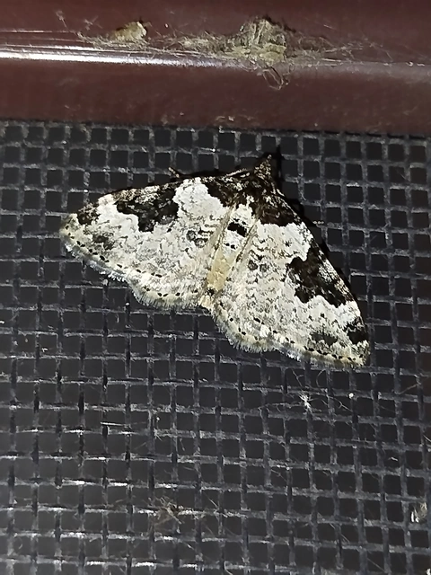 Xanthorhoe fluctuata - közönséges tarkaaraszoló
