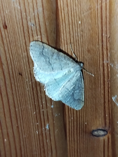 Agriopis marginaria - sárgás téliaraszoló