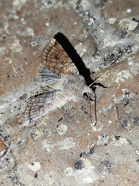 Conistra veronicae - veronika-őszibagoly