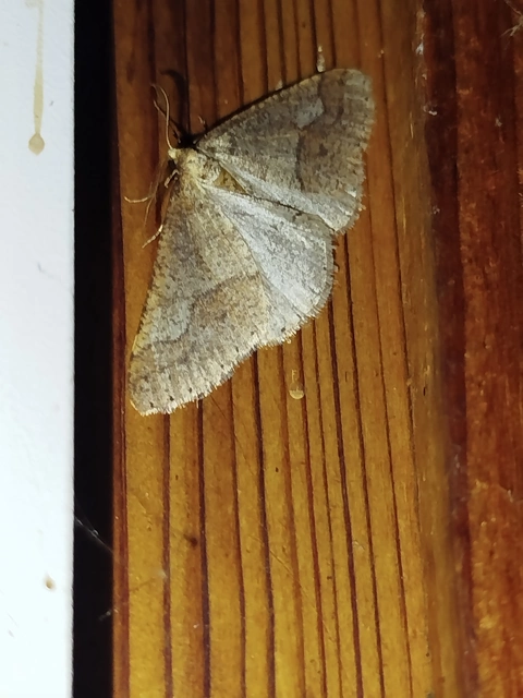Agriopis marginaria - sárgás téliaraszoló