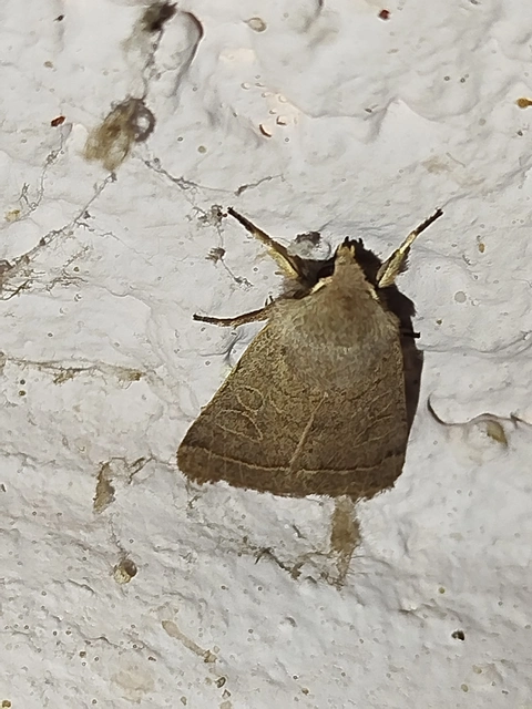 Orthosia cerasi - közepes barkabagoly