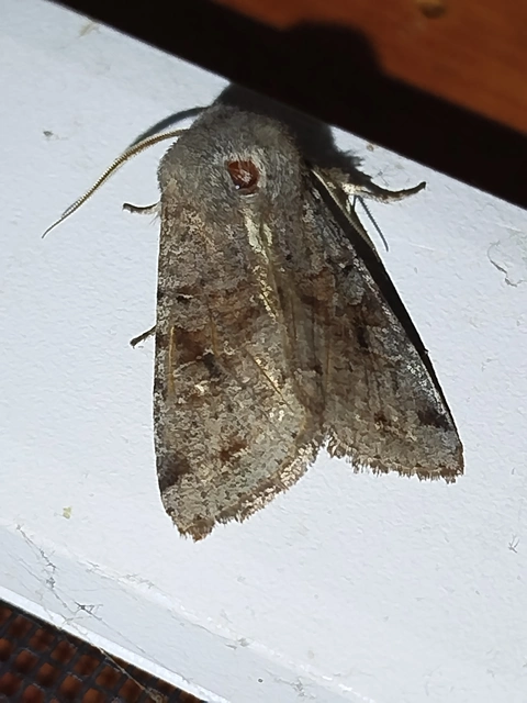 Orthosia incerta - változékony barkabagoly