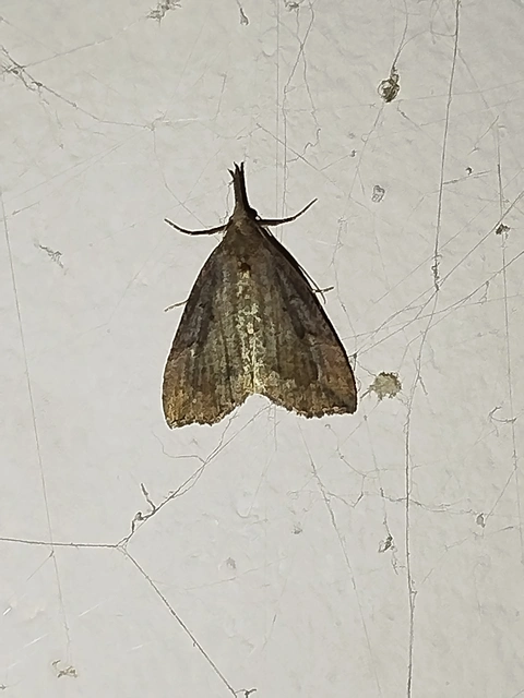 Hypena rostralis - közönséges karcsúbagoly