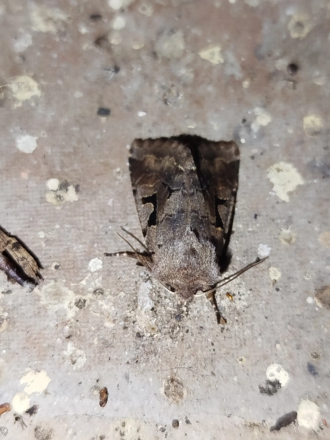 Orthosia gothica - feketefoltos barkabagoly