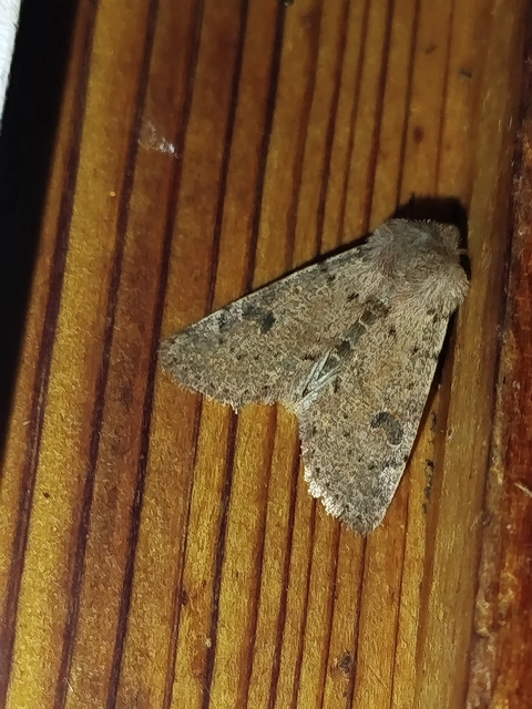 Orthosia cruda - kis barkabagoly
