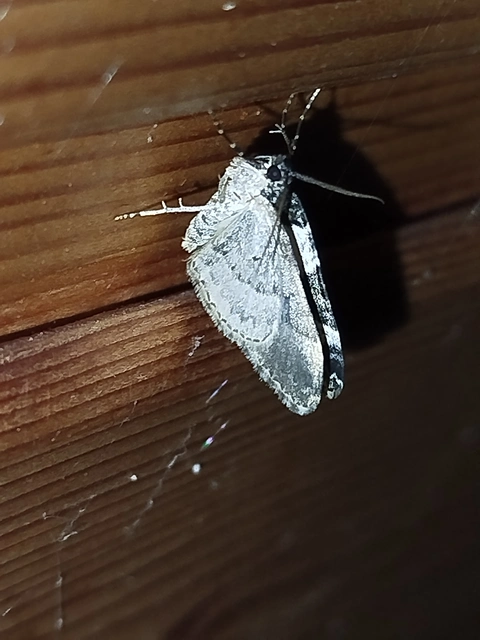 Xanthorhoe fluctuata - közönséges tarkaaraszoló