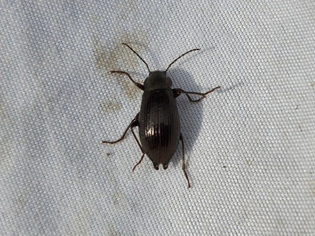 Stenomax aeneus - bronzos gyászbogár Stenomax aeneus - bronzos gyászbogár