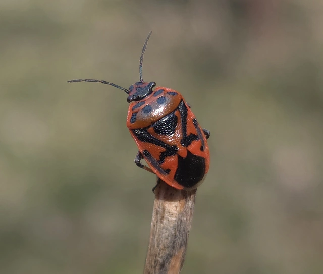 Eurydema ornata - díszespoloska Eurydema ornata - díszespoloska