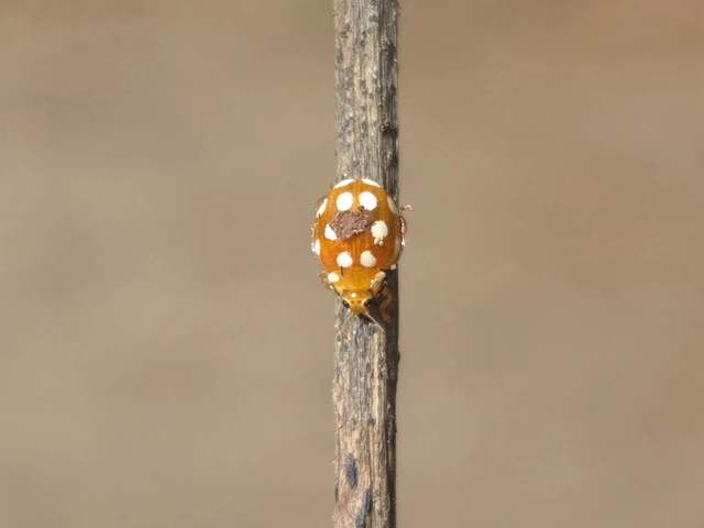 Vibidia duodecimguttata - tizenkétcseppes füsskata