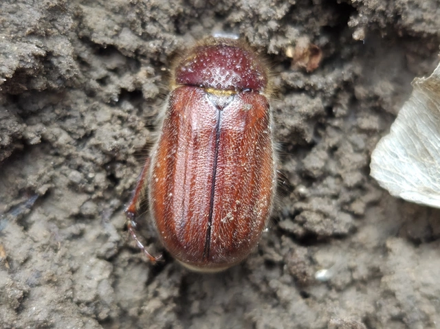 Holochelus vernus - tavaszi cserebogár