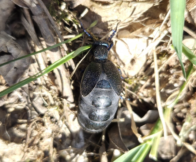 Meloe proscarabaeus - közönséges nünüke