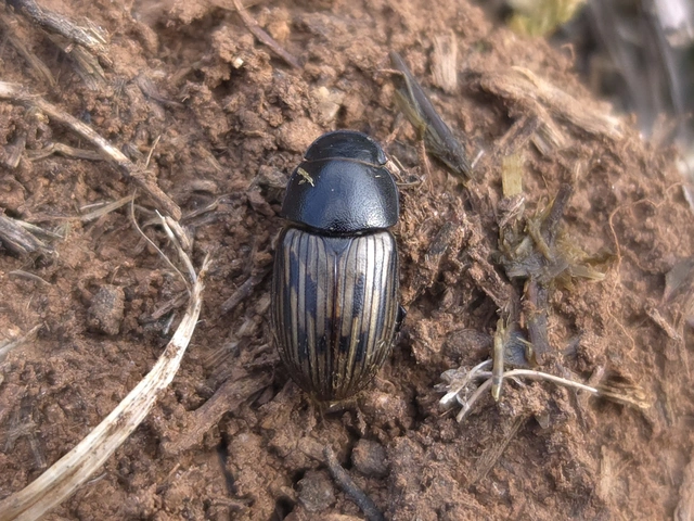 Aphodius luridus - tarka trágyabogár