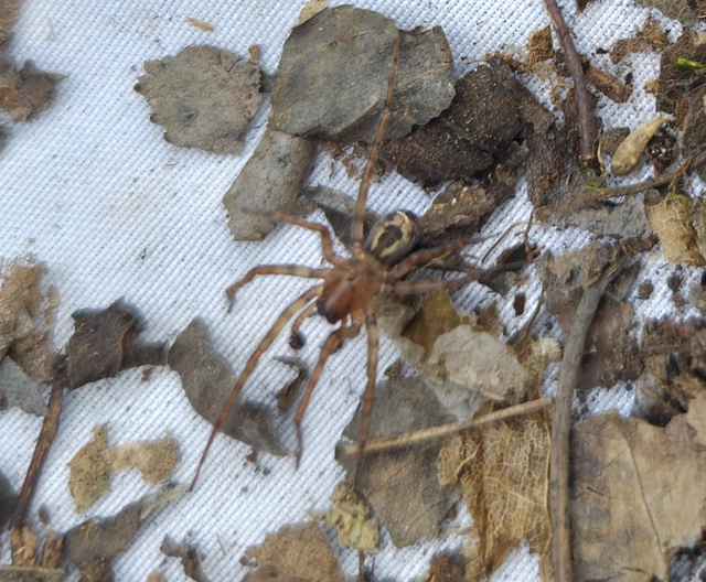 Amaurobius fenestralis - ablakos eretnekpók