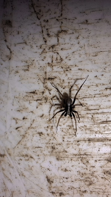Pardosa alacris/lugubris
