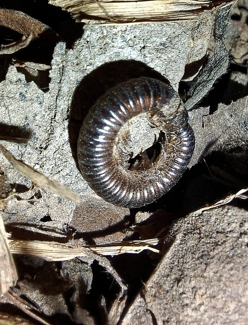 Diplopoda - Ikerszelvényesek
