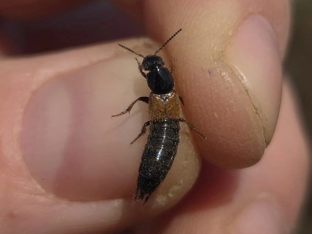 Philonthus spinipes - töviseslábú ganajholyva