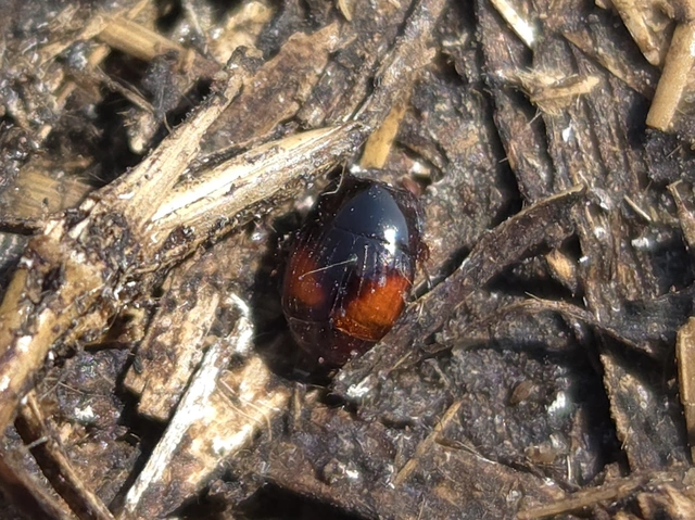 Atholus bimaculatus - kétfoltos sutabogár