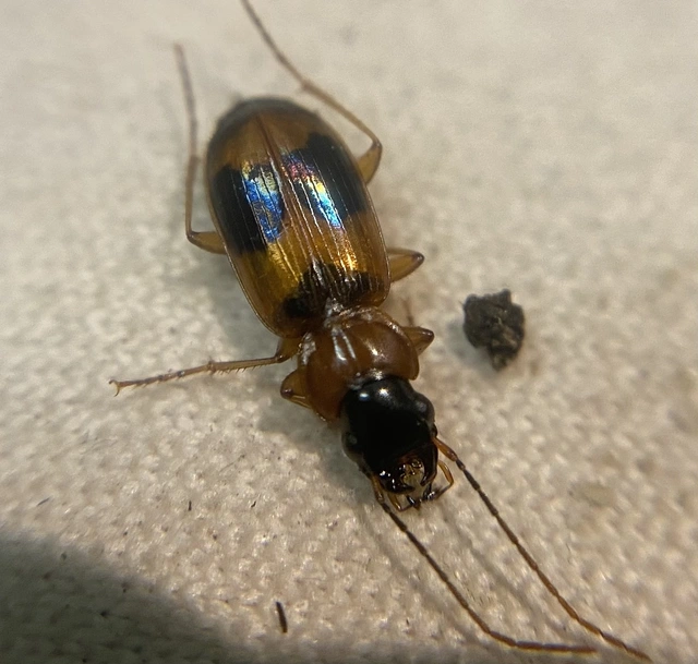 Badister unipustulatus - nagy posványfutonc