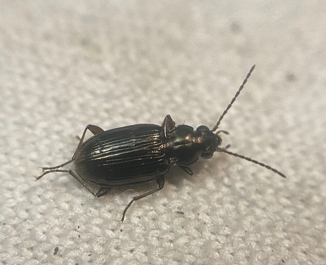Bembidion varium - rajzos gyorsfutó