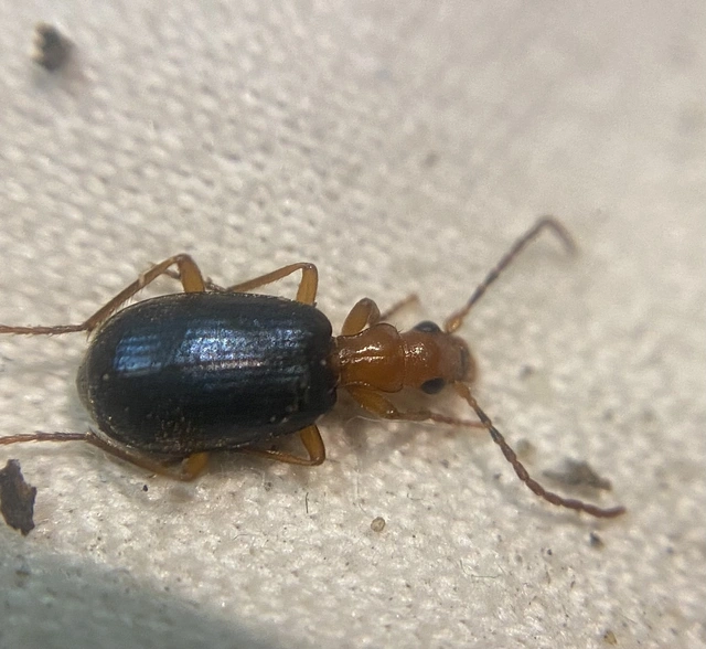 Brachinus explodens - kis pöfögőfutó