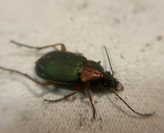 Chlaenius nigricornis - sötétcsápú bűzfutó