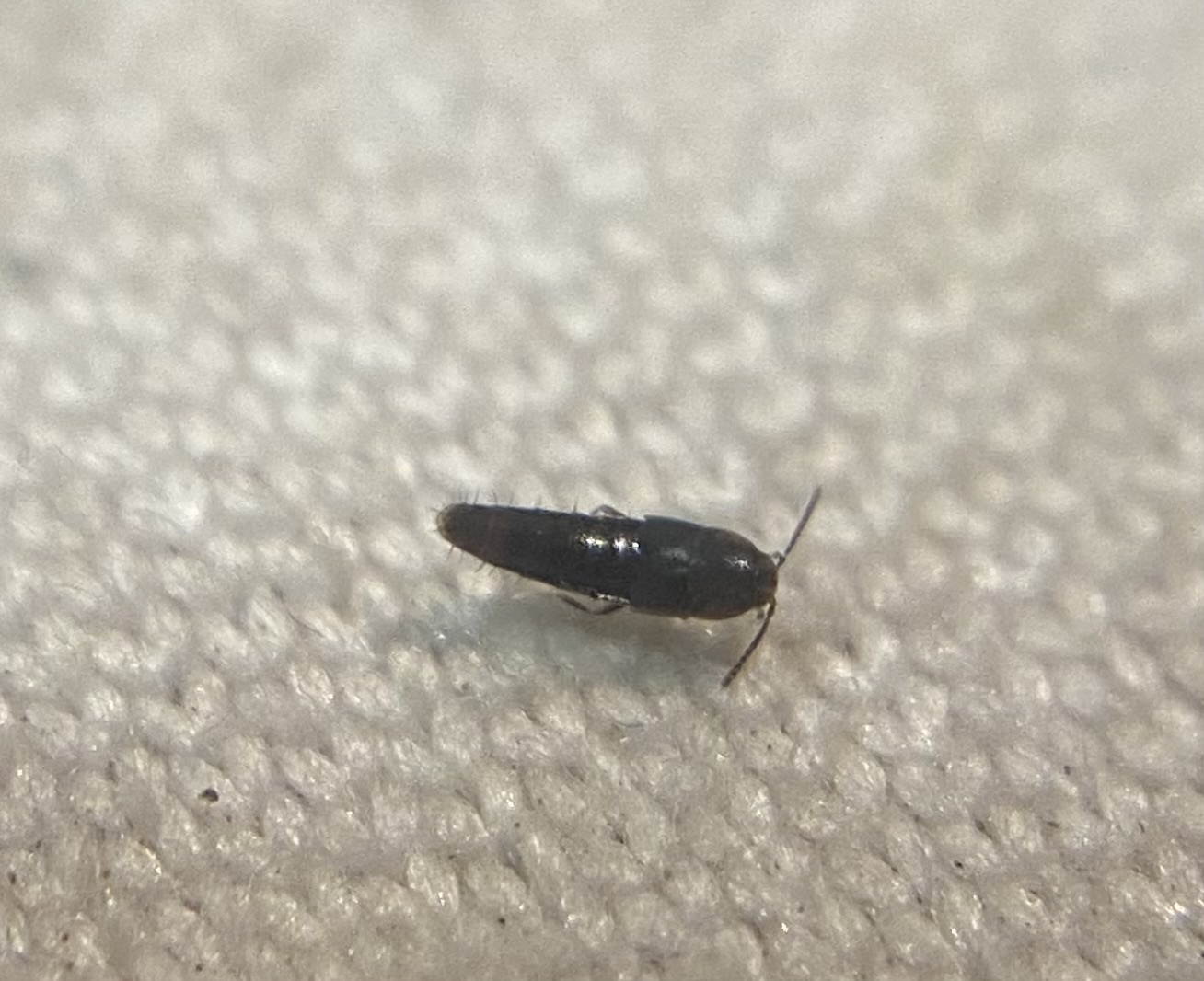 Myllaena gracilis - kecses moszatholyva