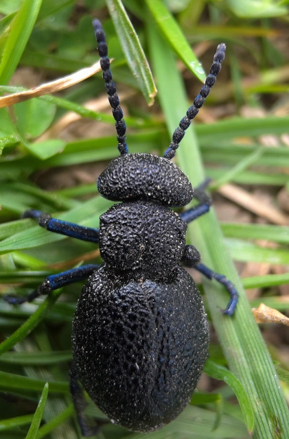 Meloe cicatricosus - óriásnünüke