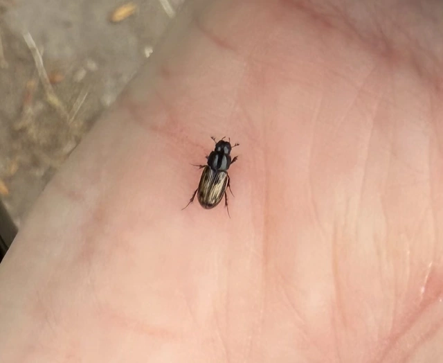 Aphodius distinctus - rajzos trágyabogár