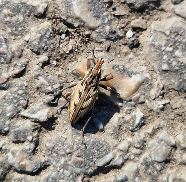 Coniocleonus nigrosuturatus - nyíljegyes barkó