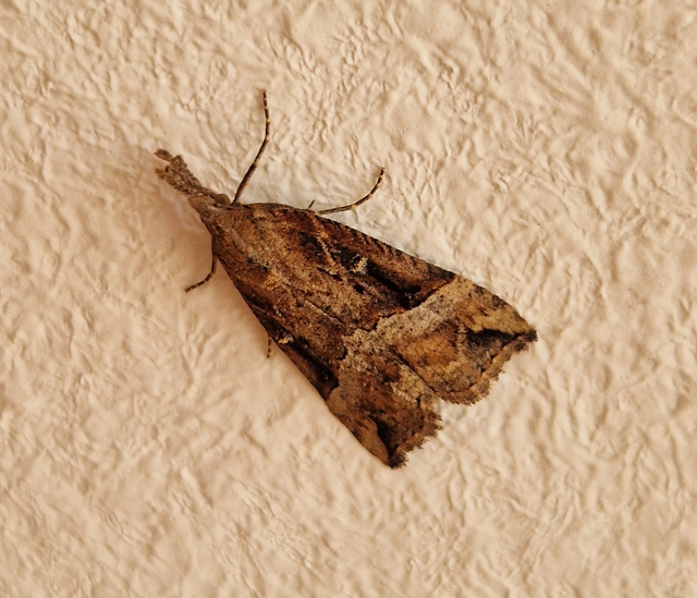 Hypena rostralis - közönséges karcsúbagoly