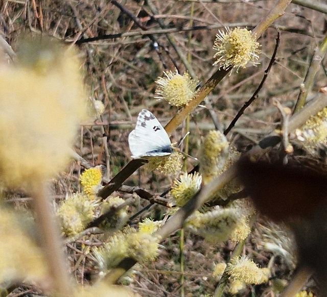 Pontia edusa - rezedalepke
