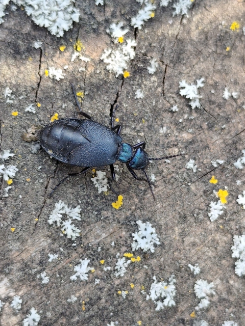 Meloe decorus - csinos nünüke
