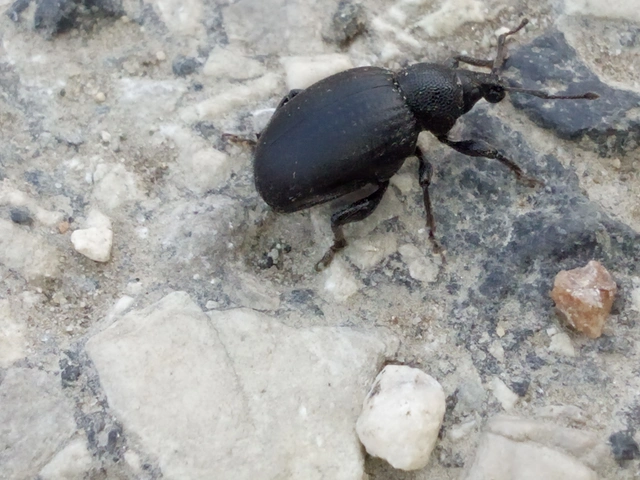 Otiorhynchus catenulatus - gyászos gyalogormányos
