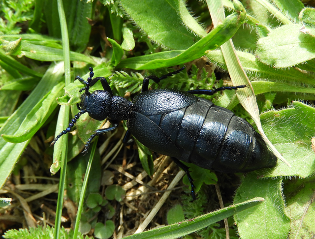 Meloe proscarabaeus - közönséges nünüke